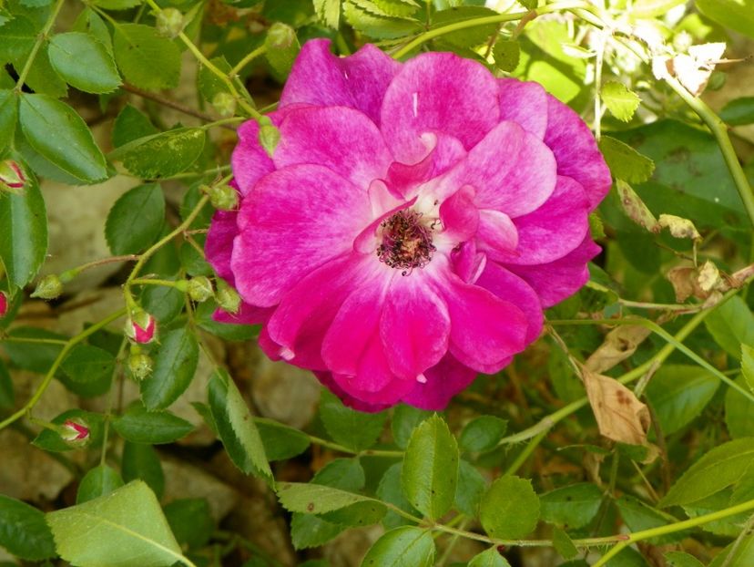 Burgundy Ice - Trandafiri 2017