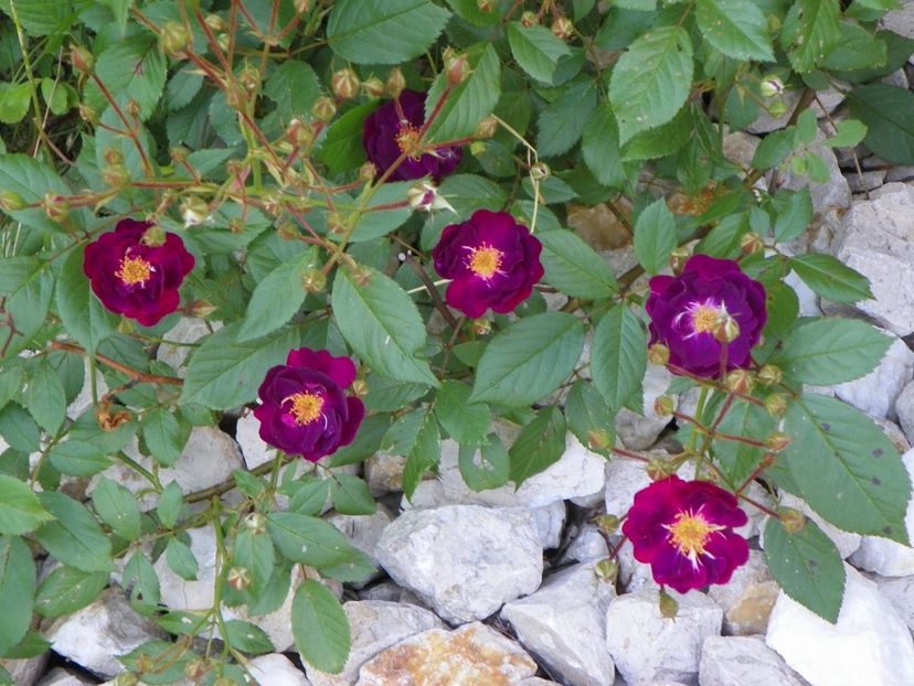 Violette - Trandafiri 2017