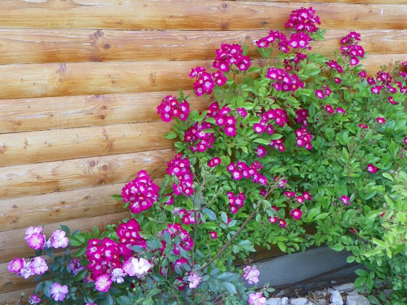 Red Ballerina si Lavender Dream - Trandafiri 2017