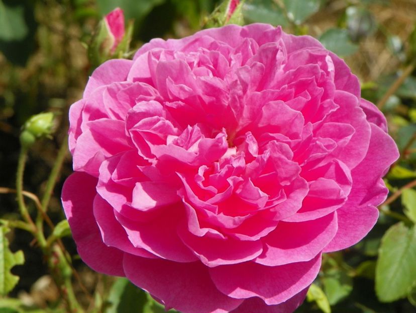 Harlow Carr - Trandafiri 2017