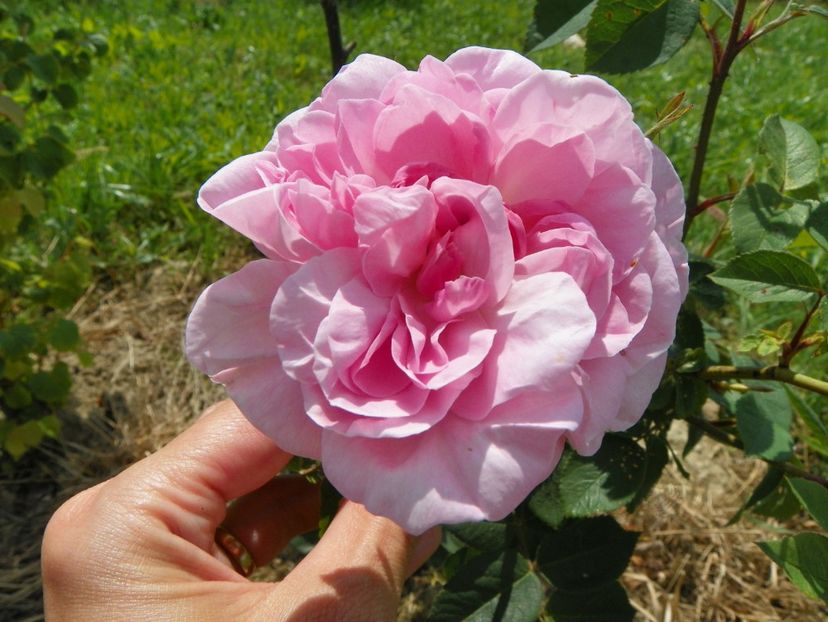 Fantin Latour - Trandafiri 2017