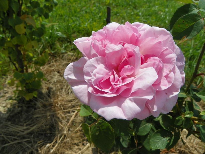 Fantin Latour - Trandafiri 2017