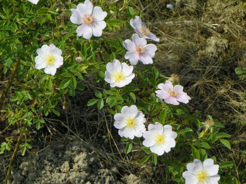 rosa canina - Trandafiri 2017