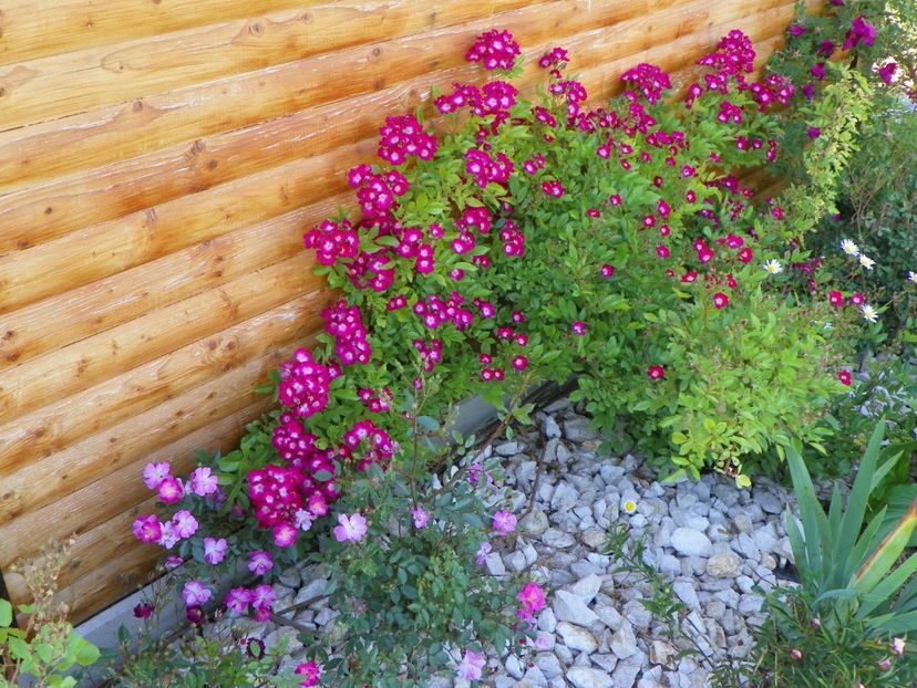 Red Ballerina si Lavender Dream - Trandafiri 2017