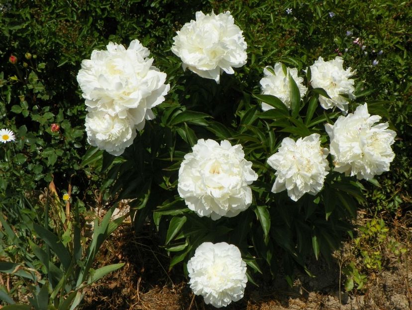 Boule de Neige - Irisi si bujori 2017