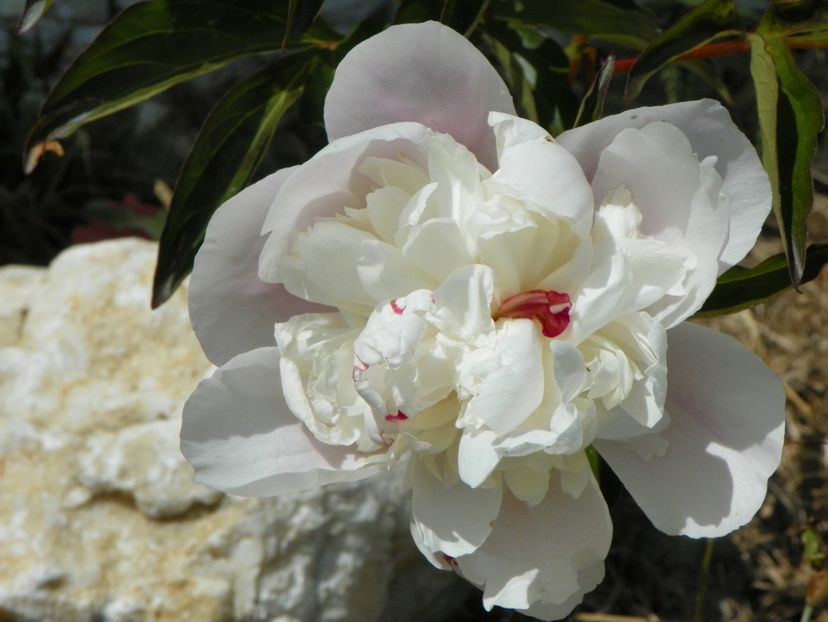 in loc de Mr. Ed - Irisi si bujori 2017