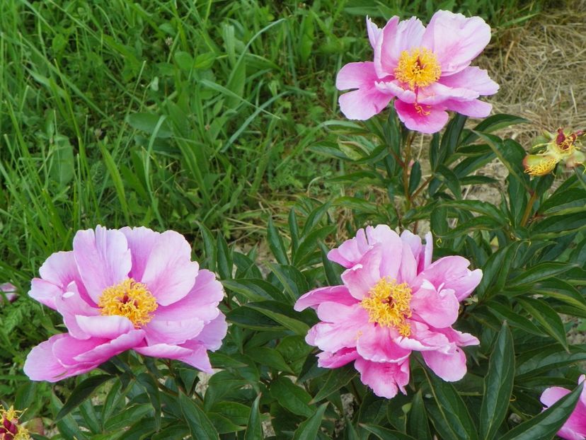 Dancing Butterfly - Irisi si bujori 2017