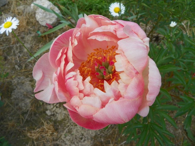 Coral Sunset - Irisi si bujori 2017