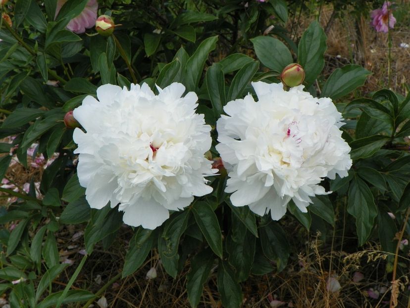 Festiva Maxima - Irisi si bujori 2017