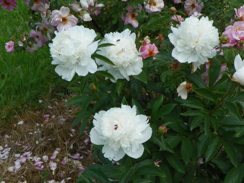 Festiva Maxima - Irisi si bujori 2017