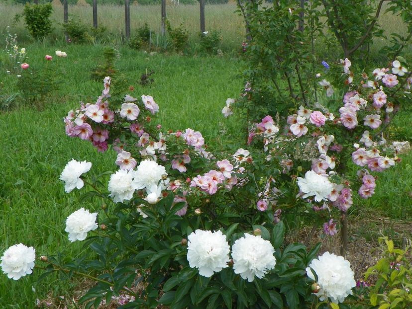 Festiva Maxima - Irisi si bujori 2017