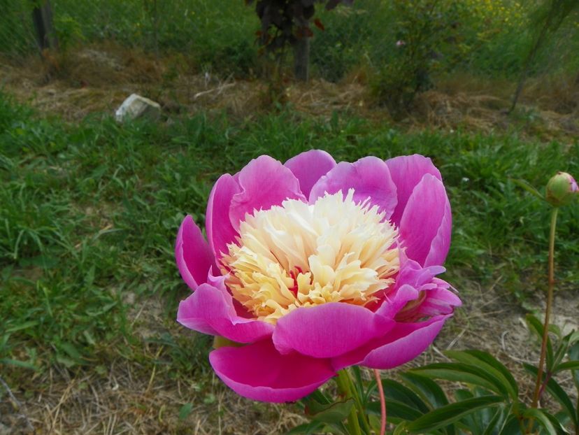 Bowl of Beauty - Irisi si bujori 2017