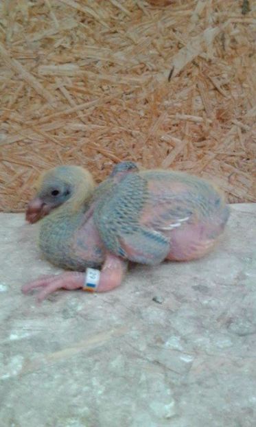 08 - Tineret AGH 2017