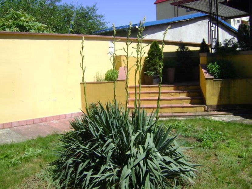 Yucca filamentosa, tije florale - Primavara 2017 bis