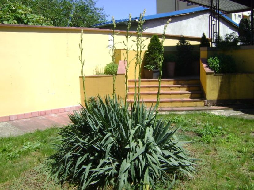 Yucca filamentosa, tije florale - Primavara 2017 bis