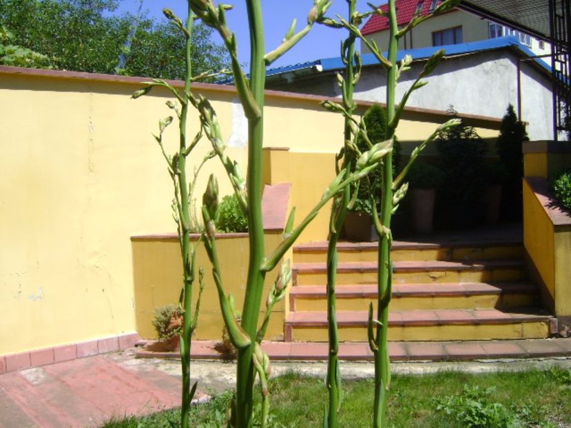 Yucca filamentosa, tije florale - Primavara 2017 bis