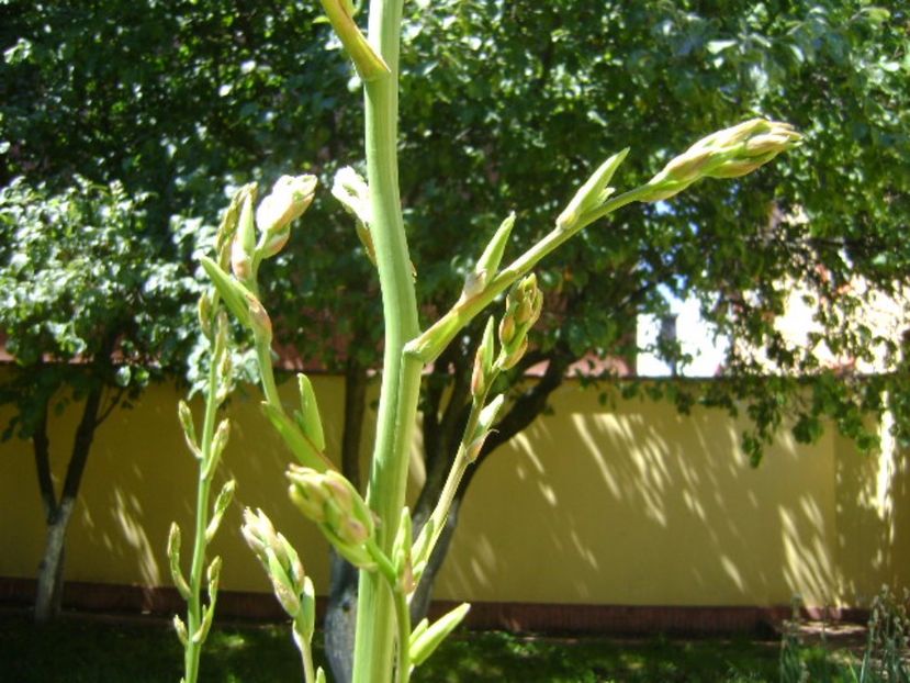 Yucca filamentosa, tije florale, detaliu - Primavara 2017 bis