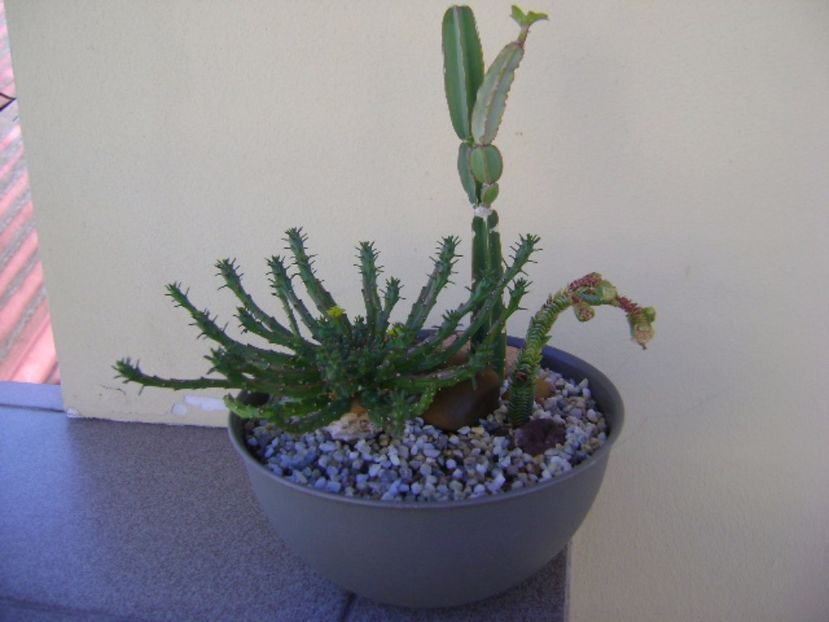 Euphorbia flanagani & Cissus quadrangularis & Crassula pyramidalis - Suculente 2017