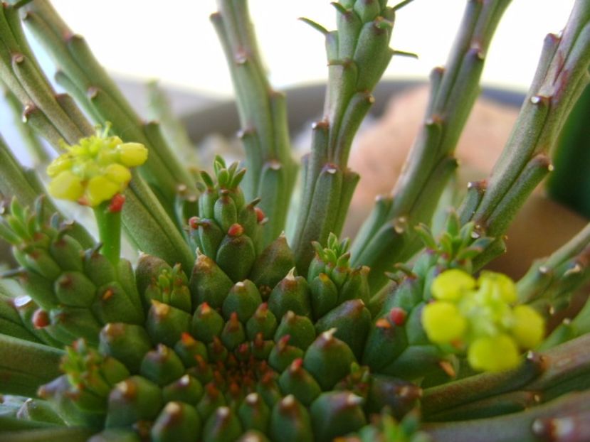 Euphorbia flanagani - Caudiciforme si bulbi 2017