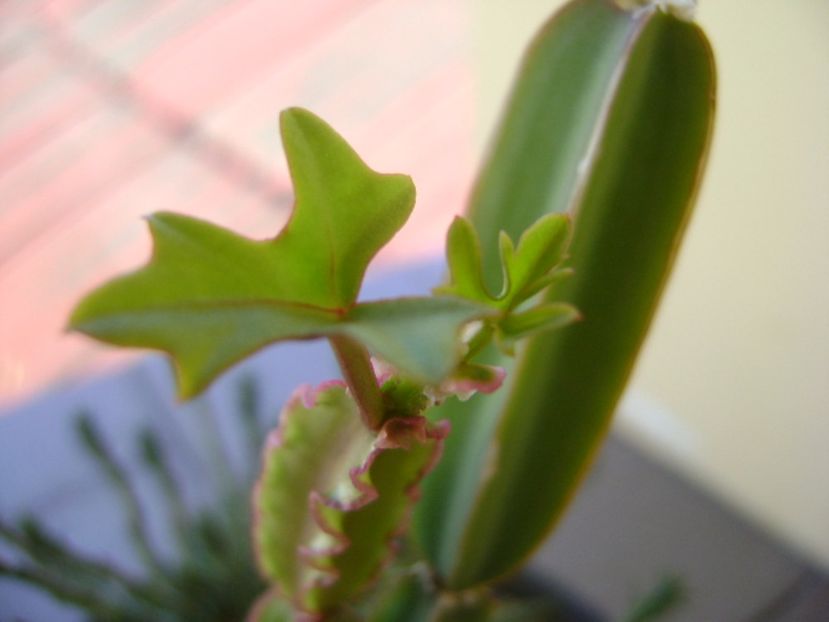 Cissus quadrangularis - Suculente 2017