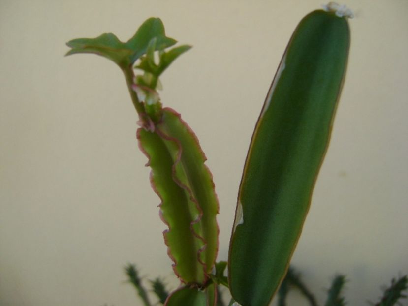 Cissus quadrangularis - Suculente 2017