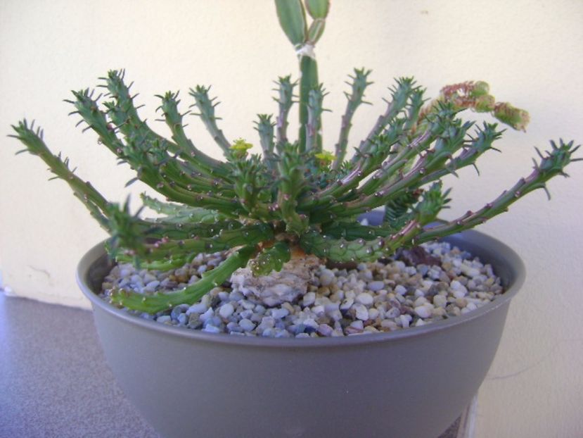 Euphorbia flanagani - Caudiciforme si bulbi 2017