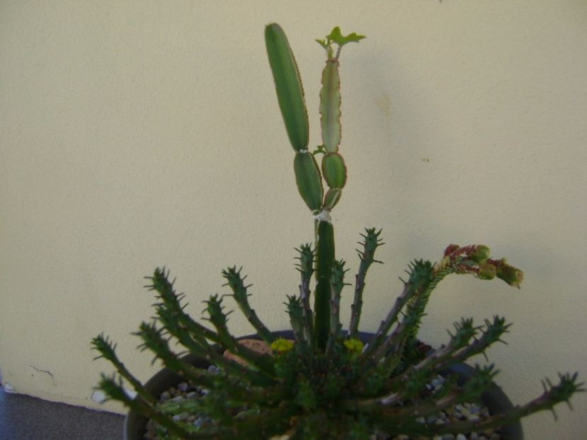 Euphorbia flanagani & Cissus quadrangularis & Crassula pyramidalis - Suculente 2017