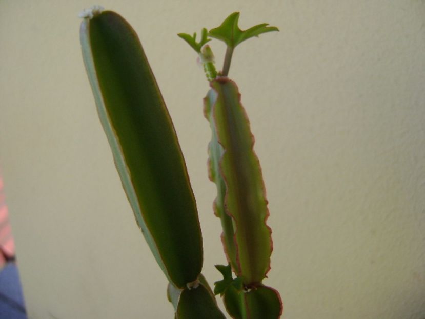 Cissus quadrangularis - Suculente 2017