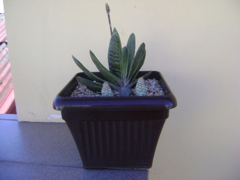Gasteria little warty & Euphorbia mammillaris f. variegata - Suculente 2017