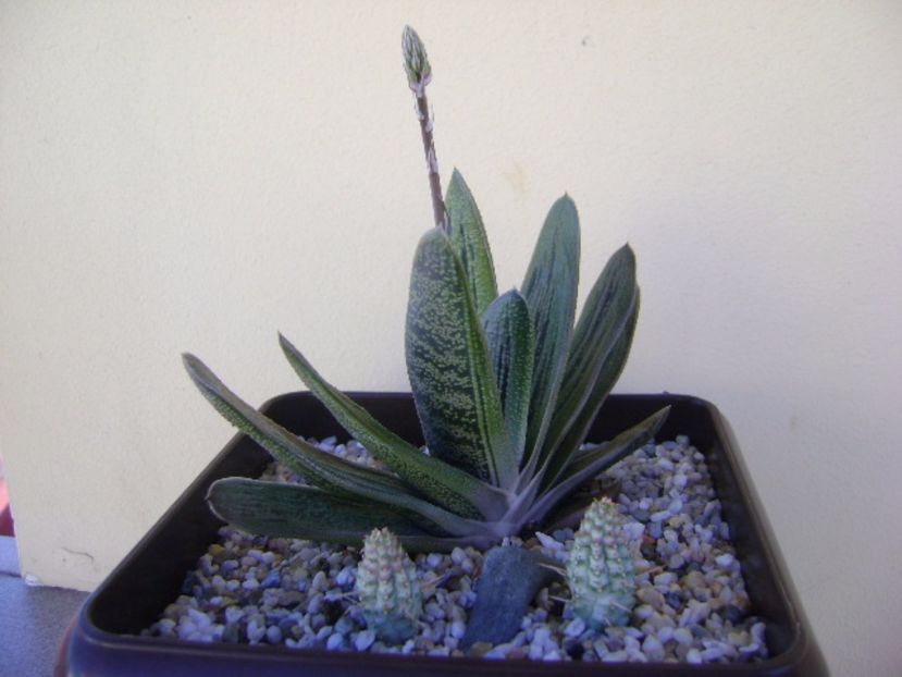 Gasteria little warty & Euphorbia mammillaris f. variegata - Suculente 2017