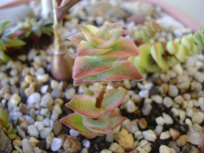 Crassula perforata variegata - Suculente 2017