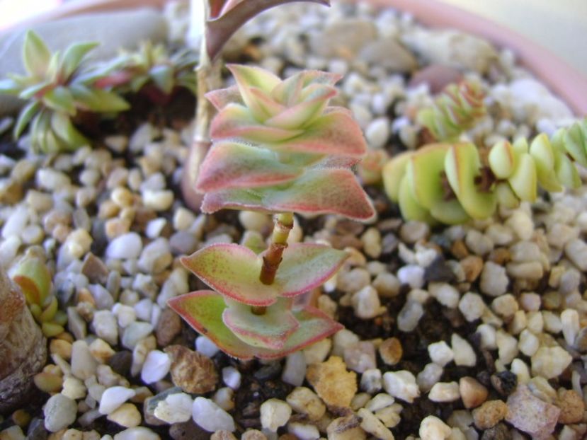Crassula perforata variegata - Suculente 2017