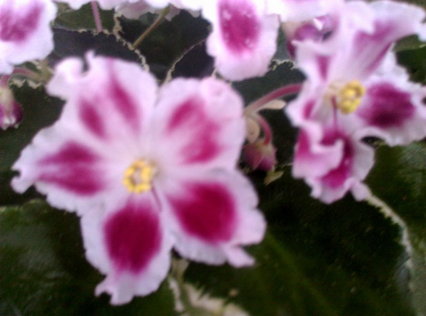  - LE Karusel de la AM