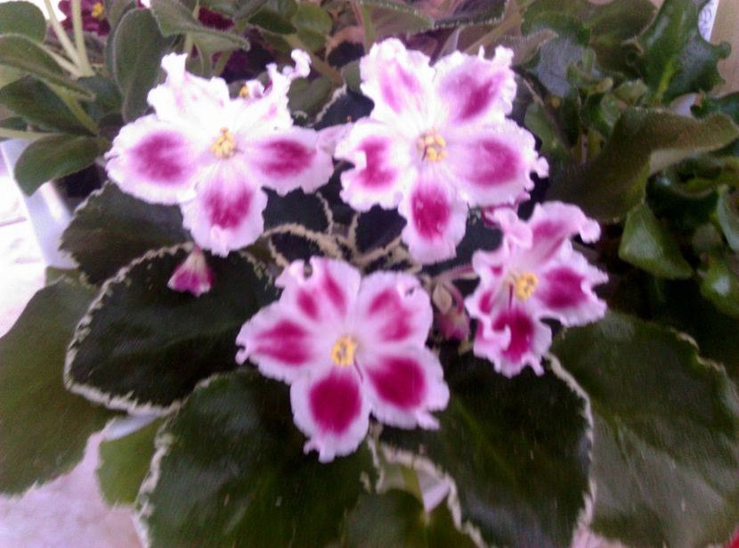  - LE Karusel de la AM