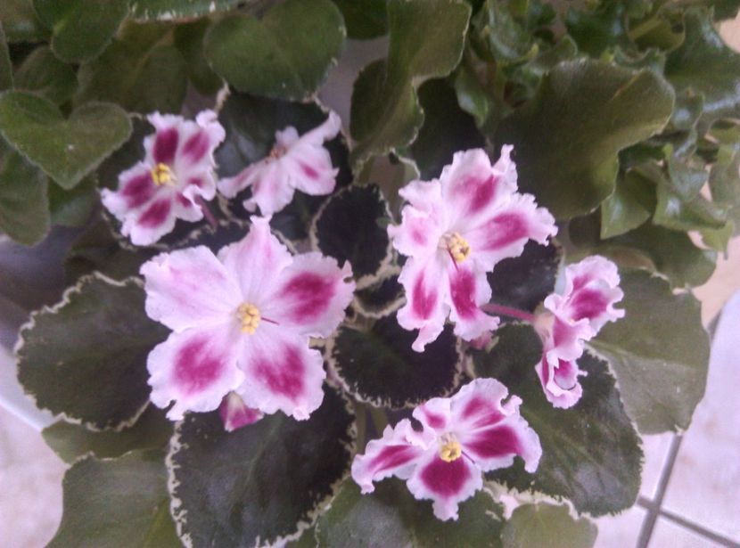  - LE Karusel de la AM