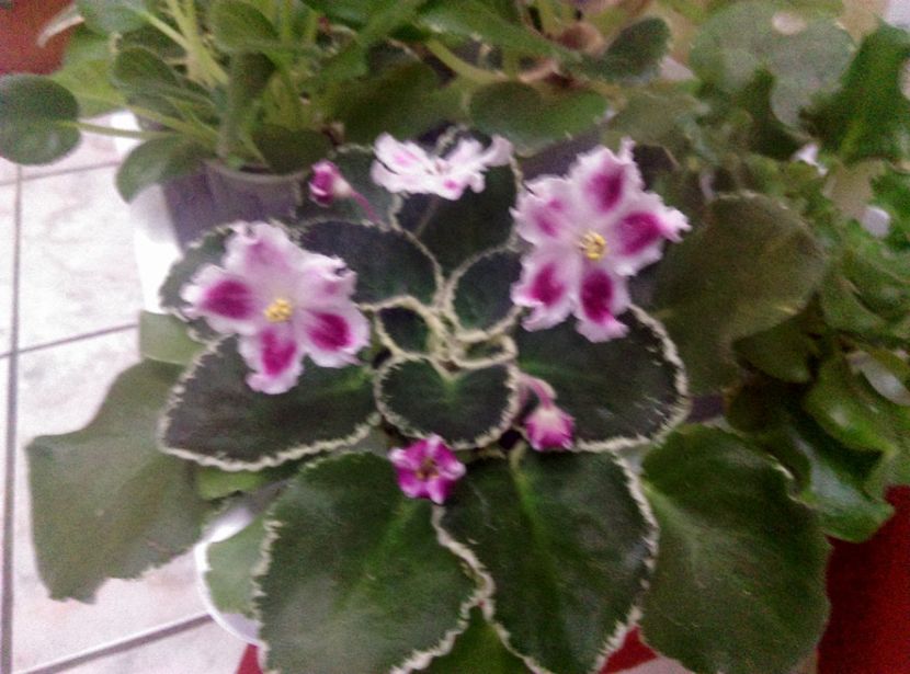  - LE Karusel de la AM