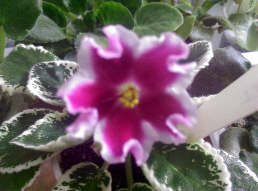  - LE Karusel de la AM