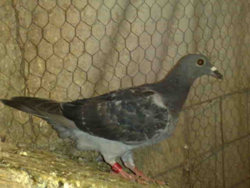 112 - X-Porumbei vinduti