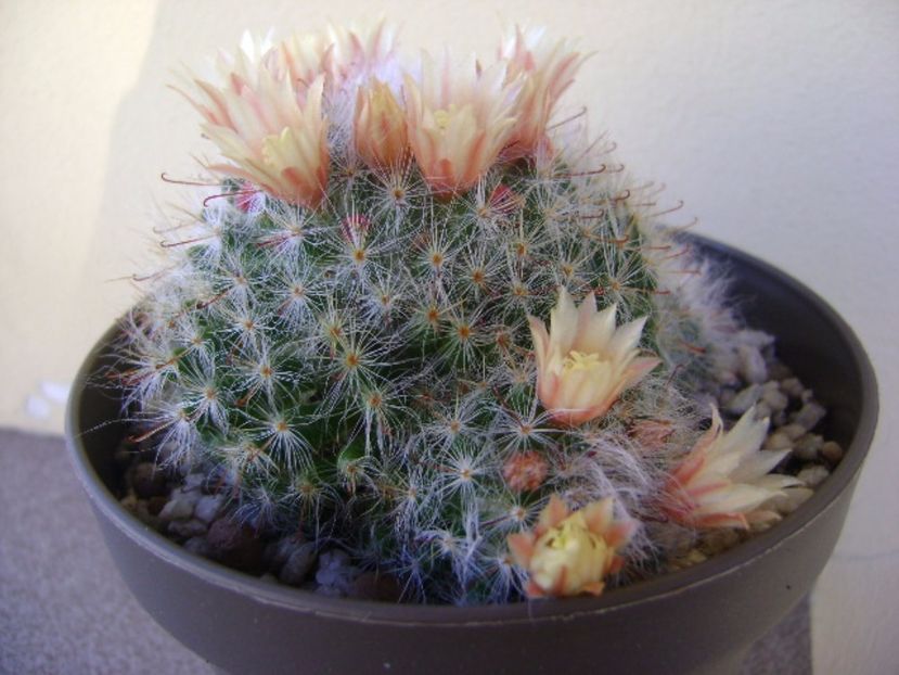 Mammillaria bocasana - Cactusi 2017