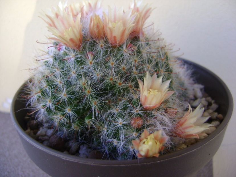 Mammillaria bocasana - Cactusi 2017