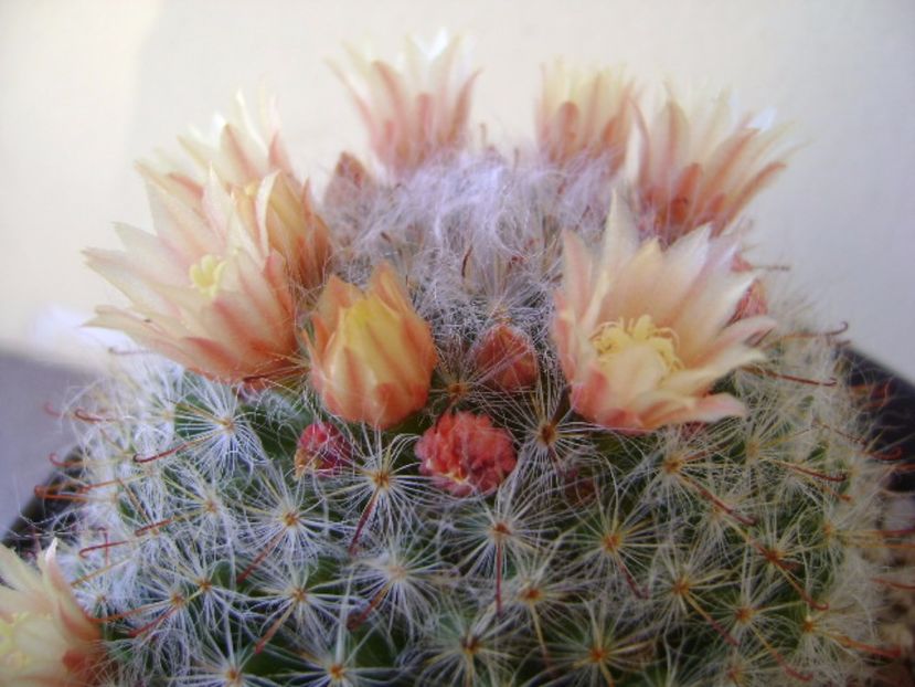 Mammillaria bocasana - Cactusi 2017