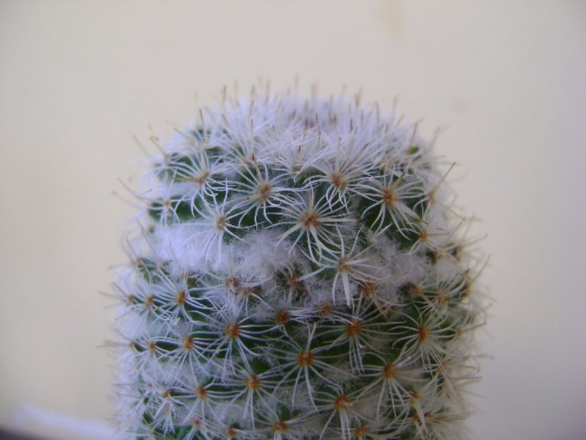 Mammillaria supertexta - Cactusi 2017