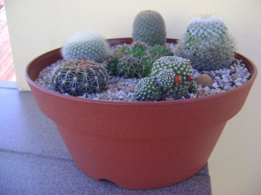 Grup de 6 cactusi - Cactusi 2017