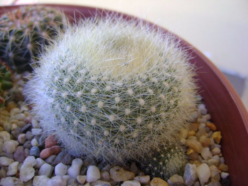 Brasilicactus graessneri (Parodia haselbergii ssp. graessneri) - Cactusi 2017