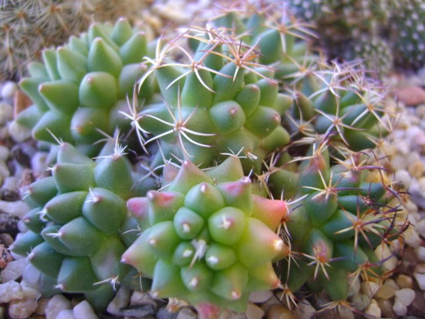 Mammillaria polythele cv. Stachellos & Mammillaria polythele ssp. obconella - Cactusi 2017