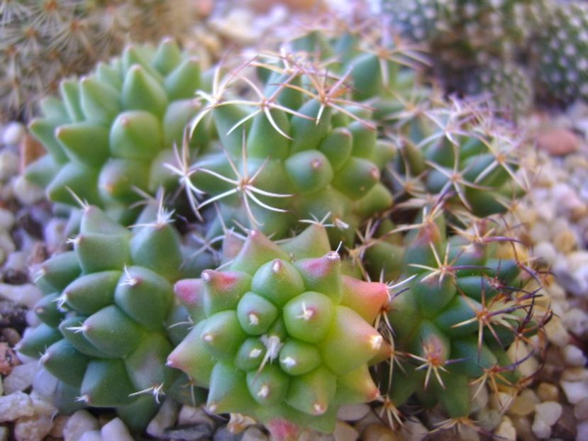 Mammillaria polythele cv. Stachellos & Mammillaria polythele ssp. obconella - Cactusi 2017