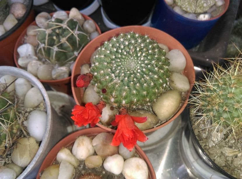  - Cactusi si suculente 2017