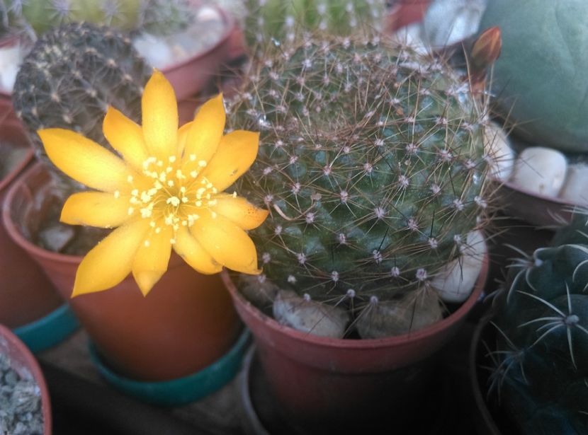  - Cactusi si suculente 2017