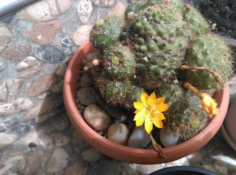  - Cactusi si suculente 2017