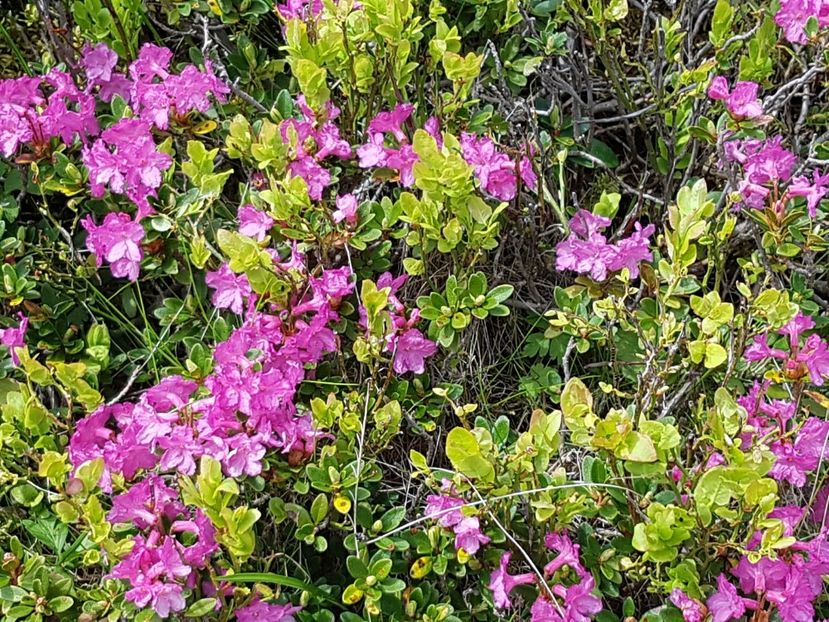 Rhododendron - Alte frumuseti in M-tii Rodnei 2017